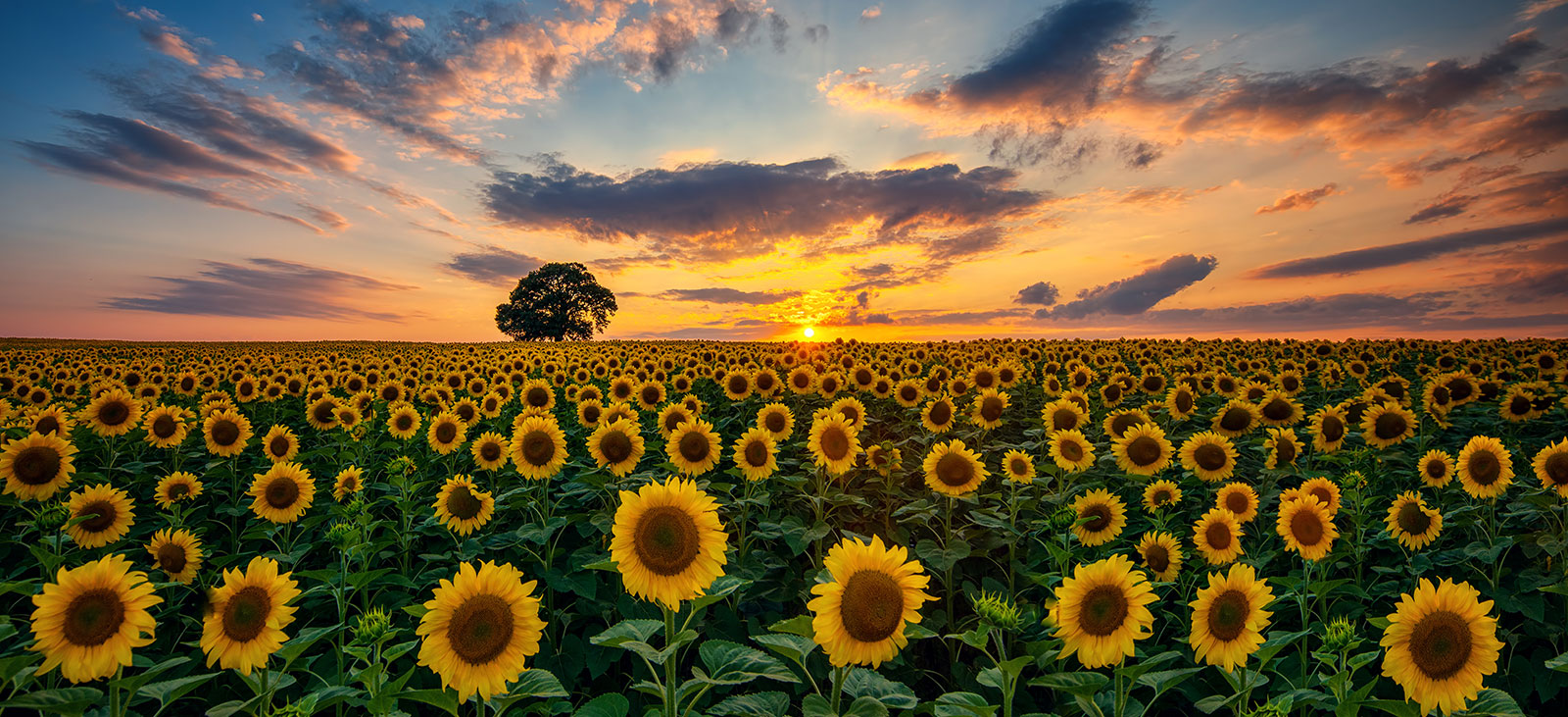 Sunflower field